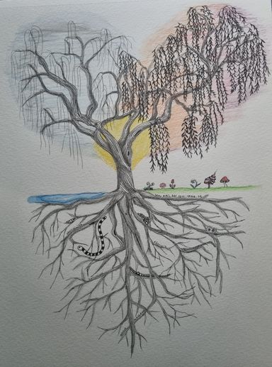 salix
